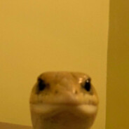 L1zarD avatar