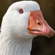 Hostile Goose