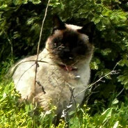 Kitty Cat