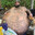 Meatball