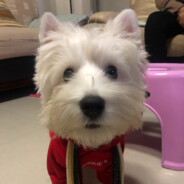 去码头整点薯条