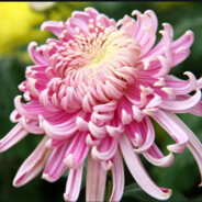 Chrysanthemum