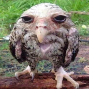 Пожилая Вульва