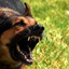 mad dog
