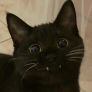 кот курильщика