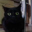 cool cat