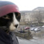 гошик самосвал