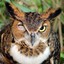 InjuredOwl