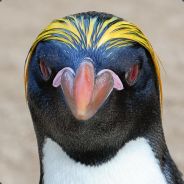 Pterodaktyl - steam id 76561197963671234