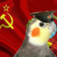 vd's avatar