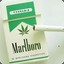 Marlboro