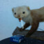 weasel