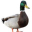 duck_8780