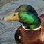 Duckfeeder