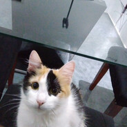 Busiiii