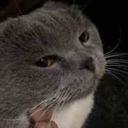 不像我 我只会心疼鸽鸽