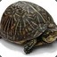 turtle mgurtle