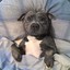 Staffy