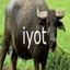 iyot