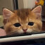 猫猫队立大功
