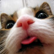Veglol