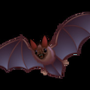 大哥吃蝙蝠不咯