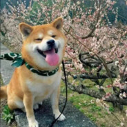 陪小杨一起桦水