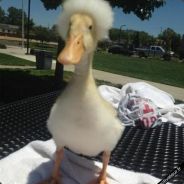 Afro Duck