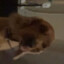 skootle