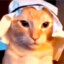 Habibi Cat