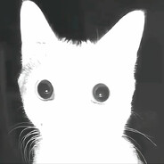 白猫1