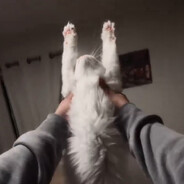 Gumo