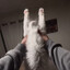 Gumo