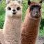 Llama