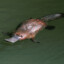 intrusiveplatypus39