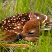 Fawn