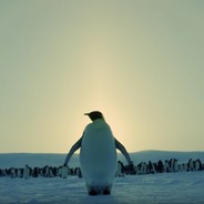 Penguen