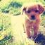 LittleDoG