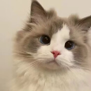 ¥_¥