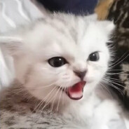 小鱼干带了吗