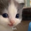 meower :3