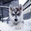 Husky Puppy xDD