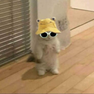 PandaBoii