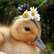Just A Duck