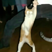 她说戴了不算给