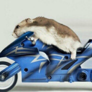 서열0위 일진짱 햄휘혈