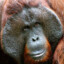 Orangutanga Banging
