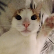 Священный карась