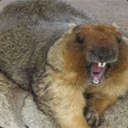 Бобёр Аптекарь