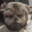 Skaiper_